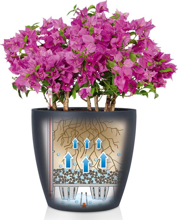 Actual product image Lechuza Classico Color (34.50 cm)