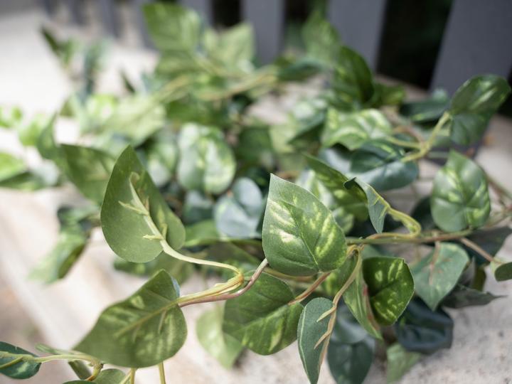Productafbeelding Europalms Pothos Struik Klassiek (60 cm)