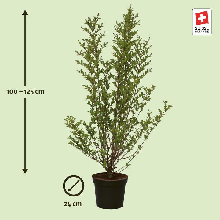 Produktbild Zulauf Gemeiner Liguster / Ligustrum vulgare 'Atrovirens' (100 cm)