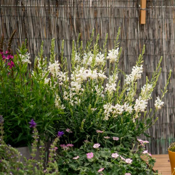 Produktbild Säntispracht Prachtkerze - Gaura lindheimeri 'Weiss' (50 cm)