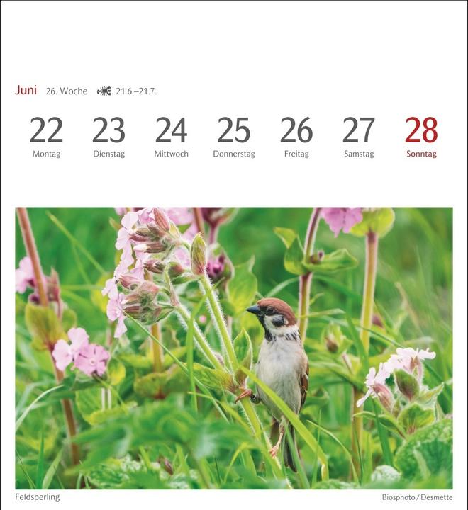 Immagine prodotto Harenberg Heimische Vögel Postkartenkalender 2026 - Wochenkalender mit 53 Postkarten (Tedesco)