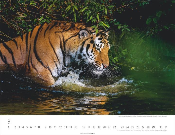 Actual product image Tiger Kalender 2026 (44 x 34 cm, Hardcover, German)