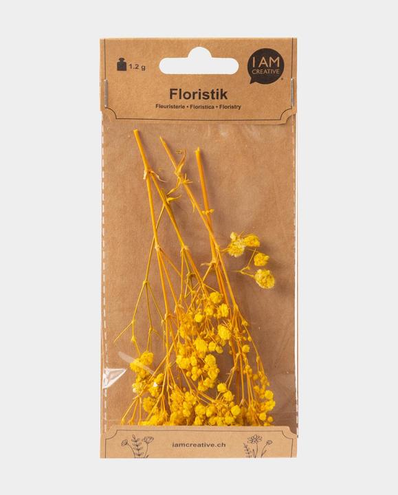 I Am Creative Trockenblumen Schafgarbe (Trockenblumen)