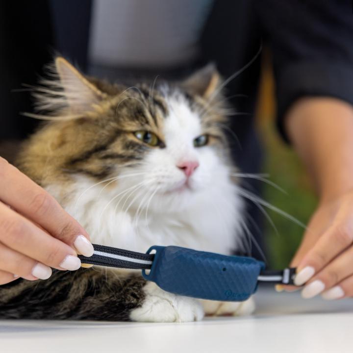 Produktbild Tractive Halsbandbefestigungen (CAT 4/LTE) Für GPS CAT 4 (Katze, Allgemein)