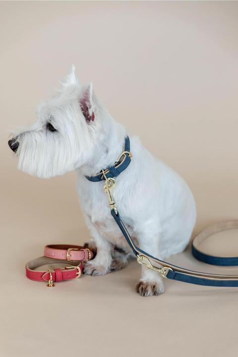 Produktbild Kentucky Dogwear Hunde Halsband Soft Vegan Leather (XS, Hund, Allgemein)