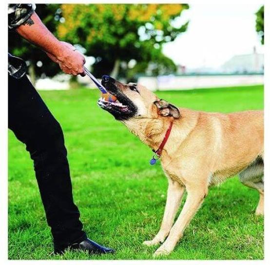 Image du produit Chuckit! ChuckIt Ultra Tug piłka dla psa średnia (Jouet à mâcher pour chien)