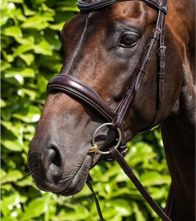 Immagine prodotto Premier Equine Punta a oliva in ottone per cavalli