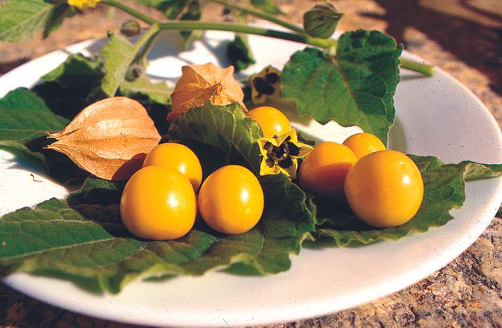 Produktbild Zollinger Bio Physalis, Andenbeere (Samenbomben)