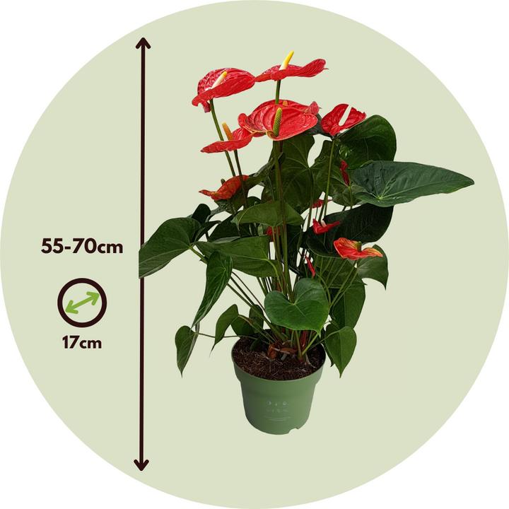 Immagine prodotto Plant in a Box Anthurium 'Madural Red' - (55 cm)