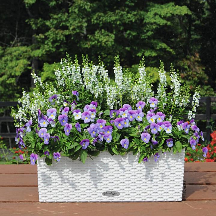 Immagine prodotto Lechuza Balconera Cottage (19 cm)