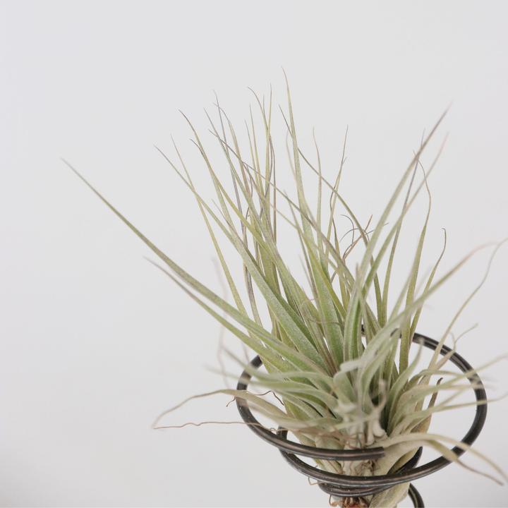 Produktbild Plant in a Box Tillandsia - 3er Mischung Tillandsien auf dekorativen Spirale (5 cm)