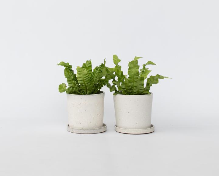 Produktbild Plant in a Box Asplenium nidus 'Crispy Wave' - 2er Set Gekräuselte Vogelnestfarn (25 cm)