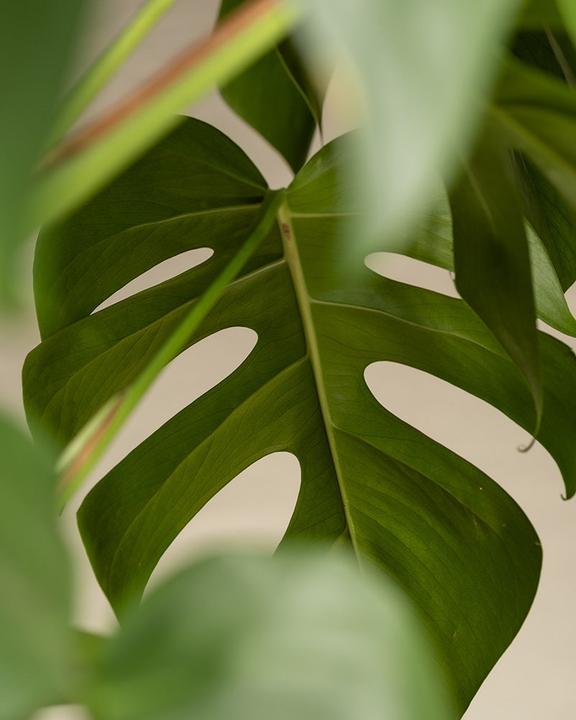 Image du produit feey Monstera XL (125 cm, Fraîchement rempotés)