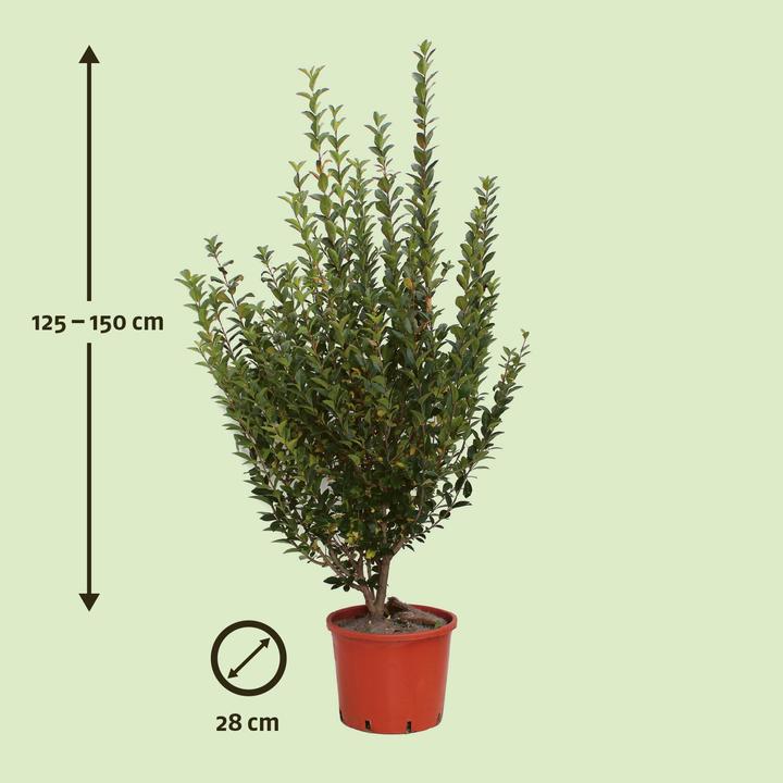 Produktbild Zulauf Ovalblättriger Liguster / Ligustrum ovalifolium (150 cm)