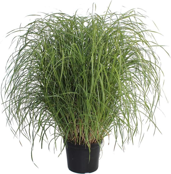 Produktbild Zulauf Chinaschilf / Miscanthus si. Flamingo (50 cm)