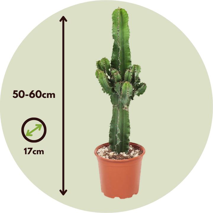 Actual product image Plant in a Box Euphorbia ingens - Candelabra Euphorbia Cactus (50 cm)