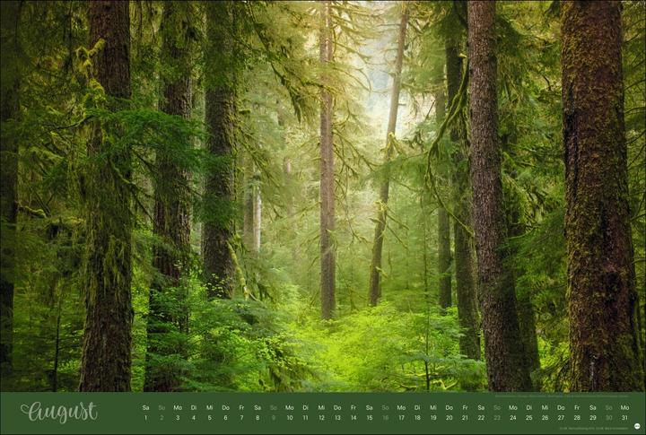 Actual product image Zauberwälder Edition Kalender 2026 (Hardcover, German)