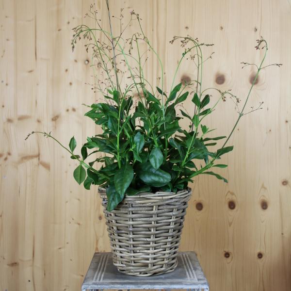 Produktbild Säntispracht Erdginseng, die Blüten- und Fruchtschmuckpflanze im Dekokorb -Talinum paniculatum Verde (50 cm)