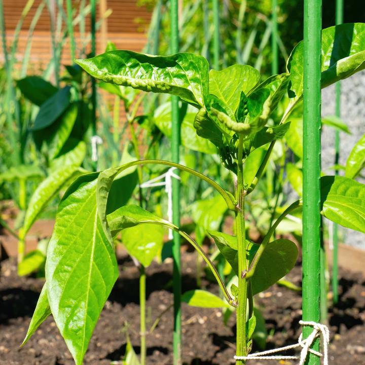 Image du produit Wiltec Toboli 10x tuteur vert 120cm Ø11mm tuteur métal plastique tuteur tomate (120 cm)