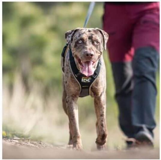 Actual product image Julius-K9 Idc Hondentuig Longwalk Zwart / Grijs (XL, Dog, General)