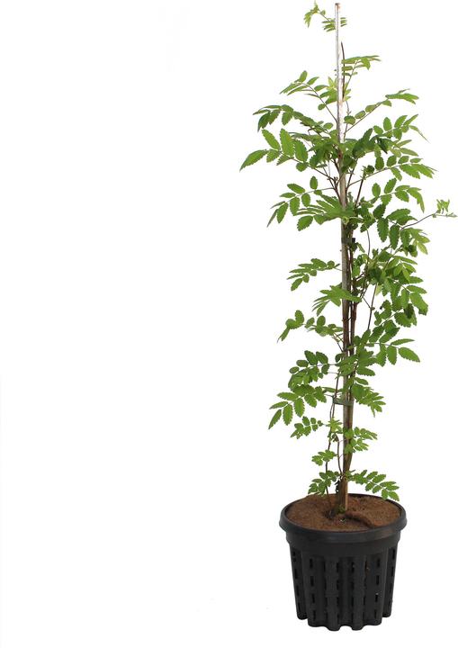 Produktbild Zulauf Eberesche, Vogelbeere / Sorbus aucuparia (100 cm)