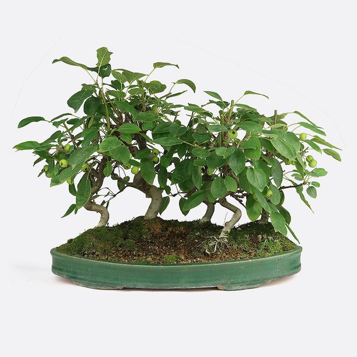 Bonsai.ch Malus Apfelbaum (35 cm)