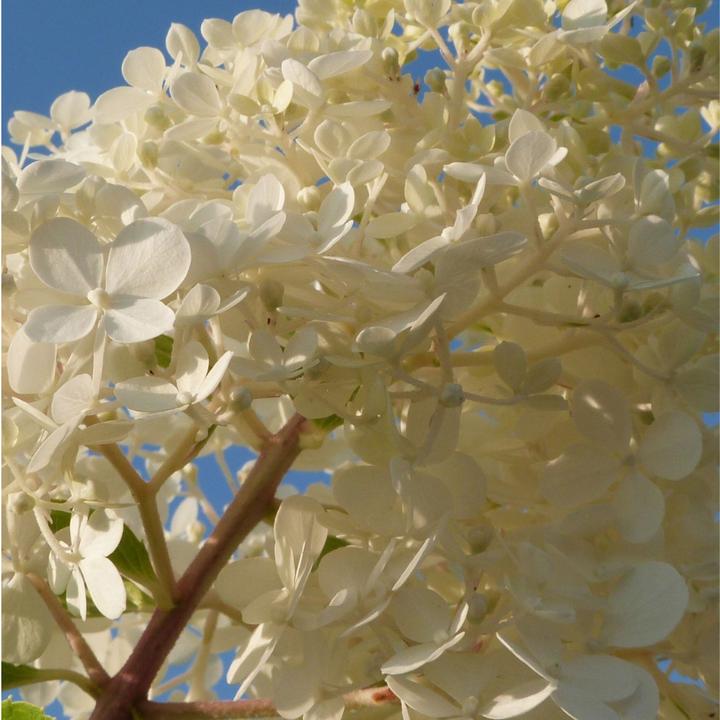 Actual product image Plant in a Box Hortensia Paniculata 'Pink Lady', 'Phantom', 'Silver Dollar' - Set of 6 hydrangeas (25 cm)