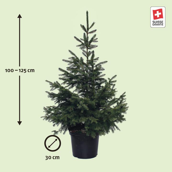 Immagine prodotto Zulauf Serbische Fichte / Picea omorika (125 cm)