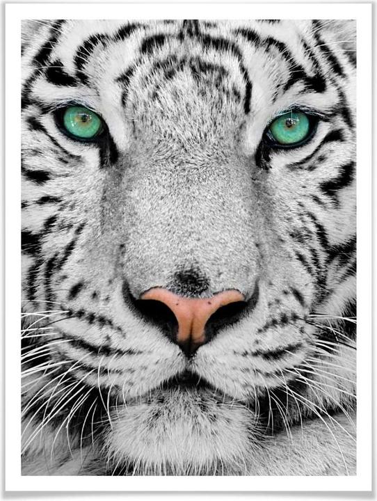Actual product image Trenddeko Gorgeous Sumatran Tiger (30 x 40 cm)