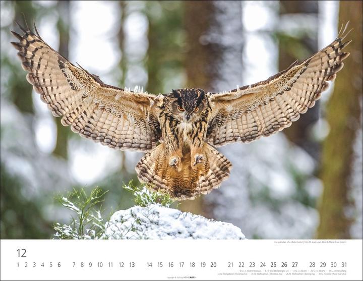 Immagine prodotto Eulen Kalender 2026 (44 x 34 cm, Copertina rigida, Tedesco, Inglese)