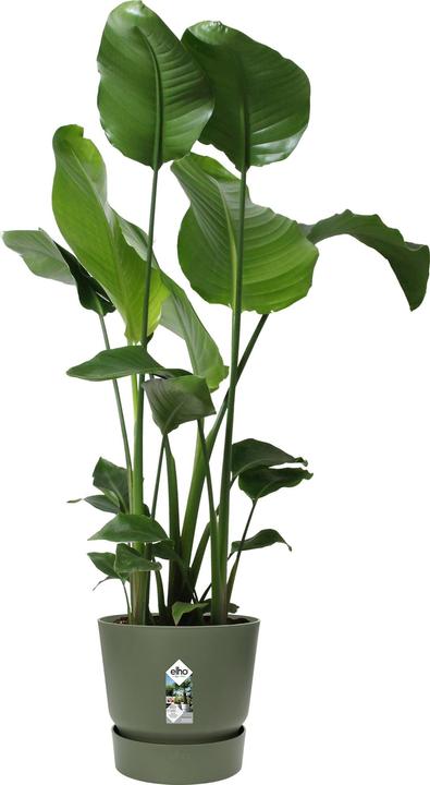 Produktbild Elho Greenville (29.50 cm)