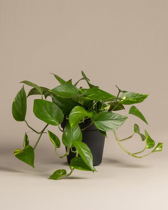 Actual product image feey Grosse Efeutute (70 cm, Freshly repotted)