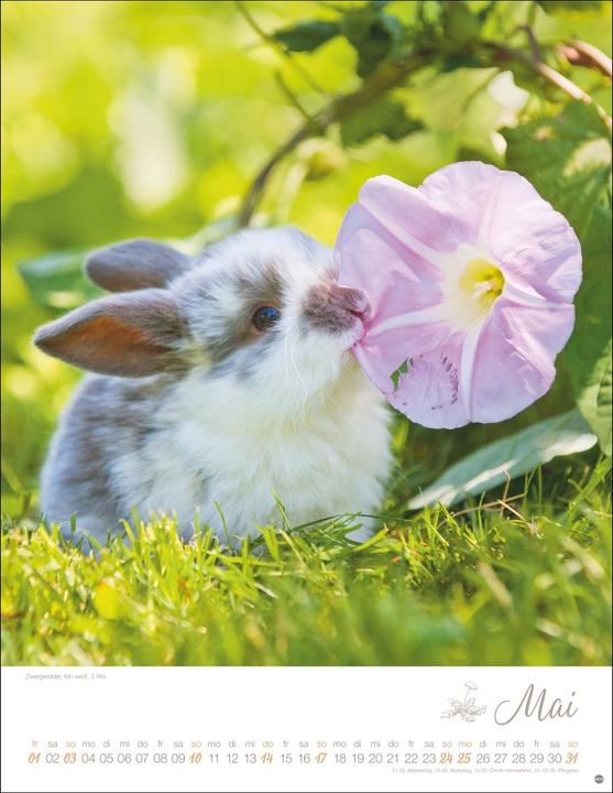 Image du produit Kaninchenkinder Posterkalender 2026 (34 x 44 cm, Couverture rigide, Allemand)