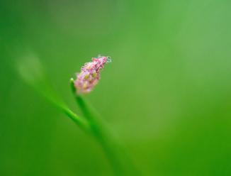 Immagine prodotto Laowa 50mm f/ 2.8 2X Apo MFT (Micro Four Thirds, Micro Four Thirds)