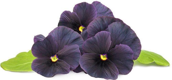 Actual product image Click and Grow Black pansy plant pads (Flower seeds)