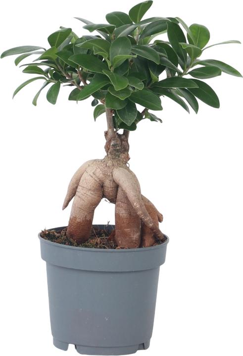 Produktbild Plant in a Box Ficus microcarpa Ginseng - Bonsai (40 cm)