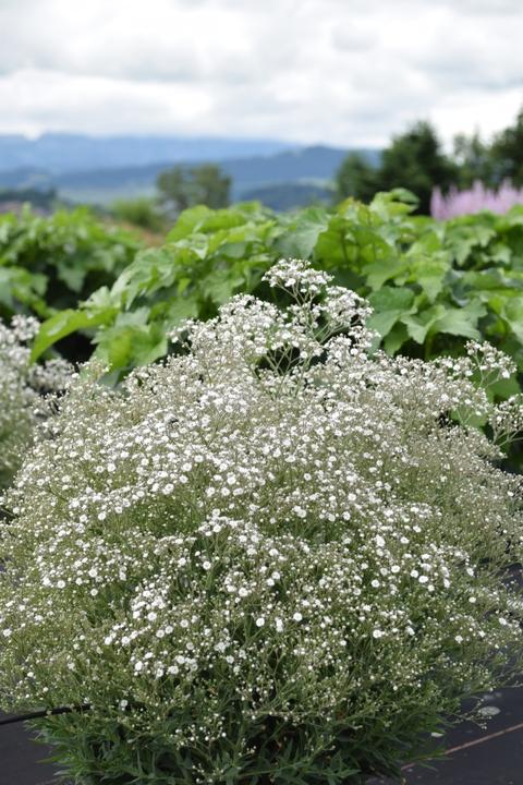Produktbild Säntispracht Das gefülltblühende Schleierkraut - Gypsophila 'Summer Sparkles' (60 cm)