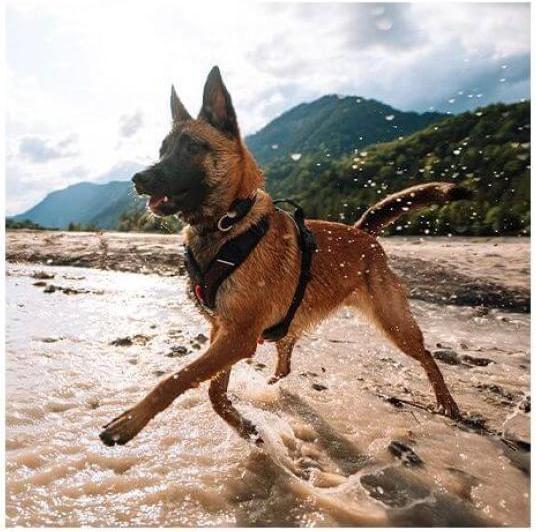 Produktbild Non-Stop Dogwear ROCK Atmungsaktiv Brustgeschirr Hundegeschirr (L, Hund, Allgemein)