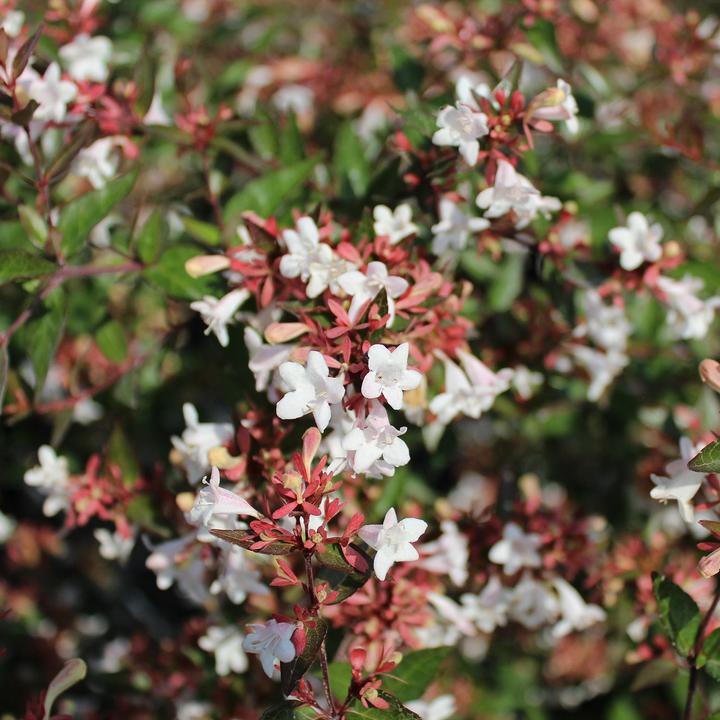 Produktbild Zulauf Grossblütige Abelie / Abelia x grandiflora (70 cm)
