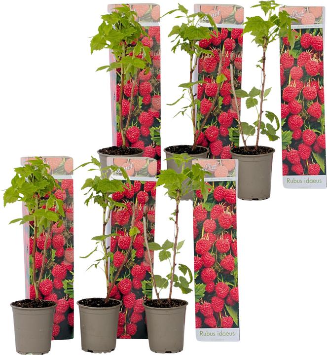 Produktbild Plant in a Box Rubus ideaus 'Autumn Bliss' - 6er Set Himbeerpflanzen (25 cm)