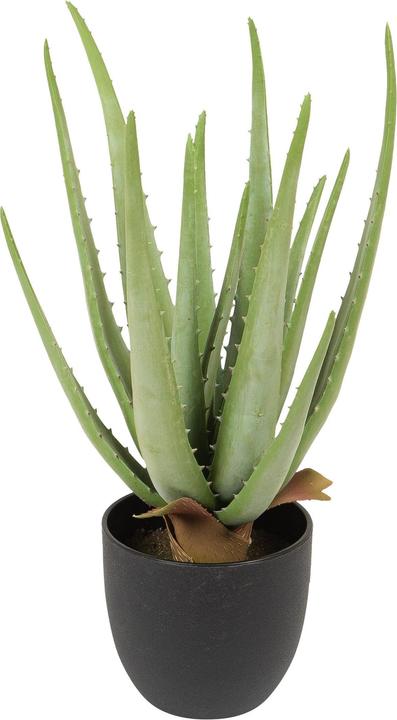 Produktbild Dekomat Aloe (38 cm)