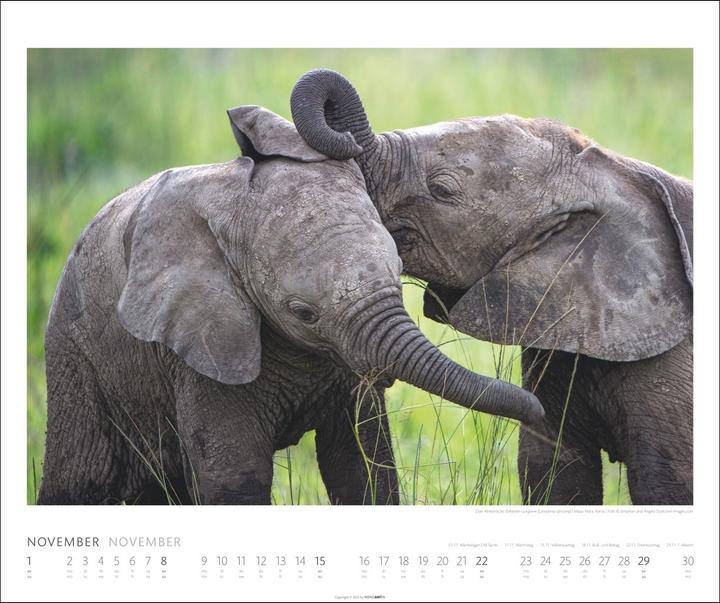 Actual product image Elefanten Kalender 2026 (55 x 46 cm, German)