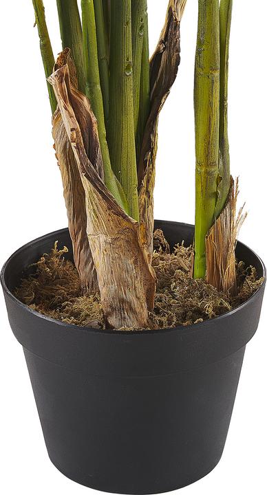 Produktbild Beliani Strelitzia Tree (115 cm)