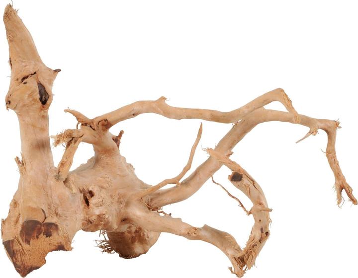 Zolux Araignée root japonaise 10-30 cm (Grotte, autres éléments)