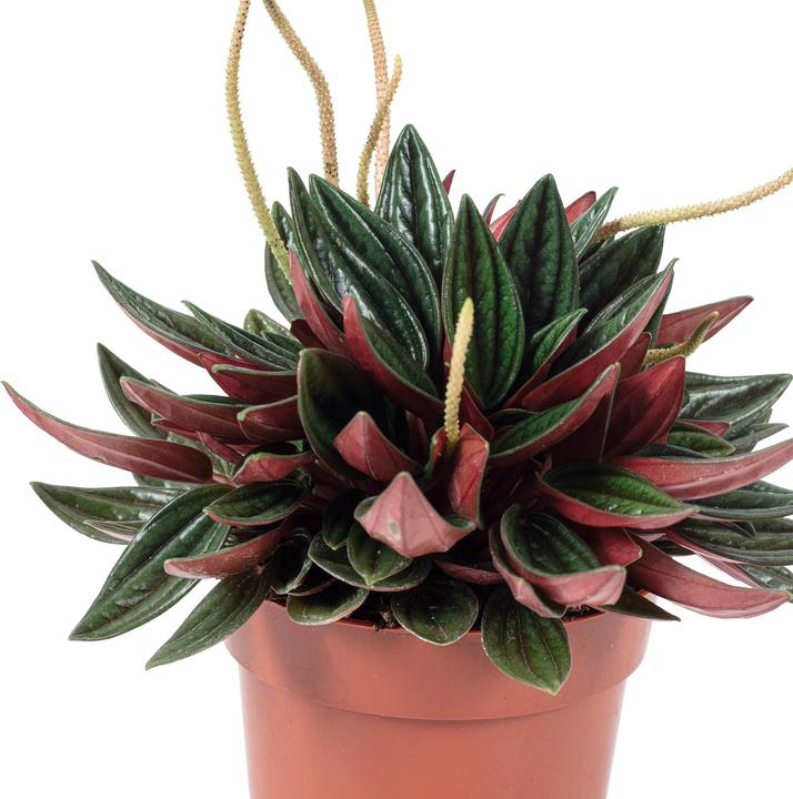 Produktbild Flowerbox Smit Rosso - Peperomia (15 cm)