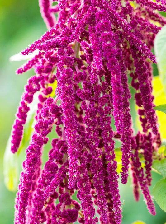 Actual product image Rausch Repair Conditioner with Amaranth (150 ml)