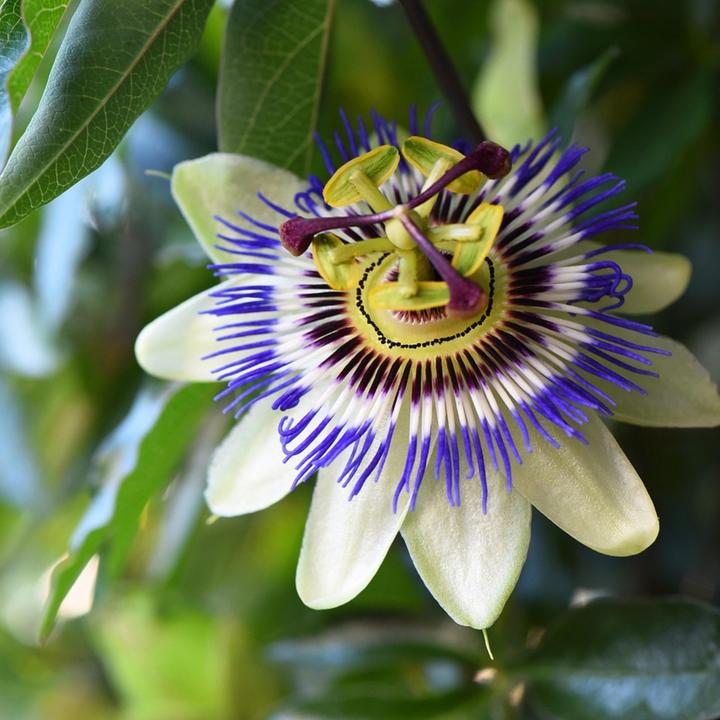 Produktbild Plant in a Box Passiflora caerulea - 2er-Set Passionsblume (110 cm)