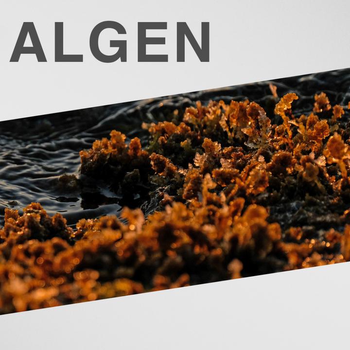Produktbild Swissflex Gelenkmassage (1 x, 75 ml)