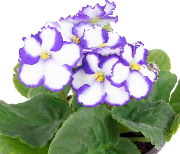 Produktbild Flowerbox Usambaraveilchen- Saintpaulia ionantha