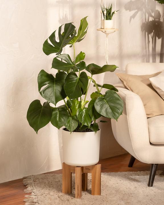 Immagine prodotto feey Monstera grande (65 cm, Appena rinvasata)
